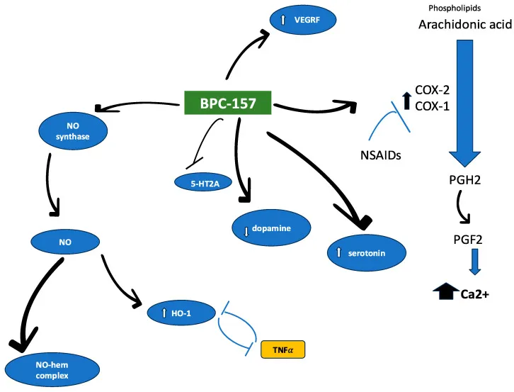 BPC-157が生体内で作用するとされる標的経路を示す図。一酸化窒素合成酵素との相互作用等が示されている。
