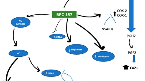 BPC-157等の「ペプチド療法」、日本での位置づけと安全性