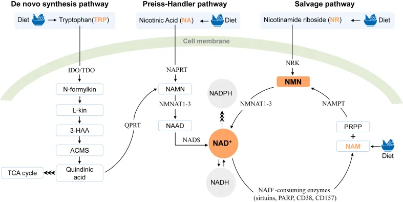 NAD+が細胞内で維持される3つの経路のうち、サルベージ経路（救済経路）が主要な供給源であることを示す模式図。