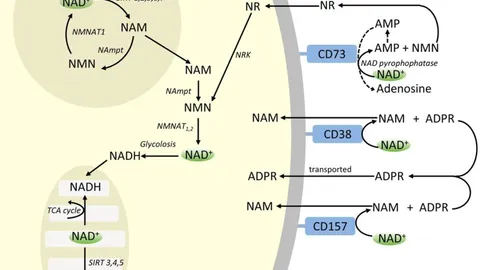 NAD+点滴の急増、エビデンスはどこまで追いついているのか