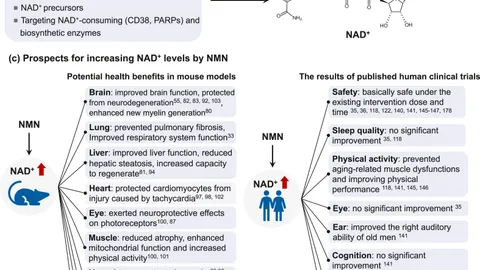 NMN・NAD+サプリは本当に若返るのか？最新のヒト臨床試験が示す「効くところ」と「効かないところ」